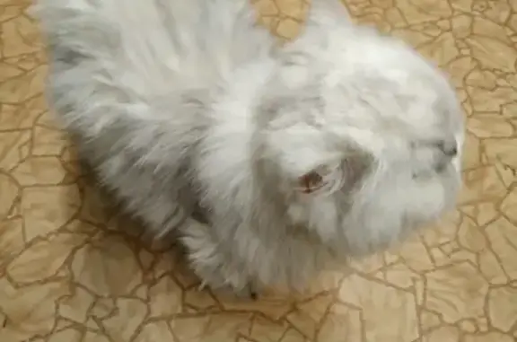 Найдена белая кошка с серыми подпалинами в СПб, ищем хозяев
