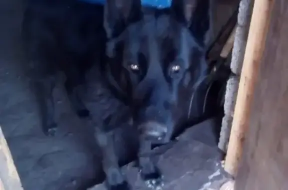 Пропала собака немец Бой в Новотроицке
