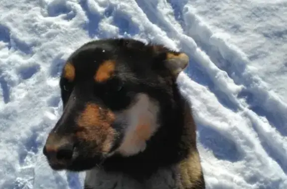 Пропала собака Йози в Якутске, район Залога