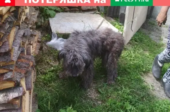 Пропала собака в Кировском р-не, кличка Черныш