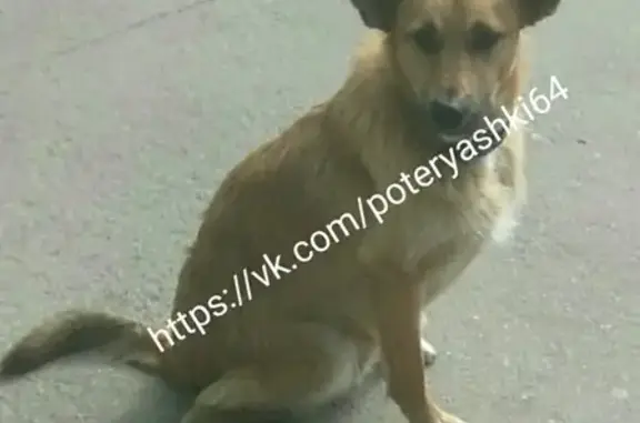Найдена собака в Саратове, микрорайон Стрелка