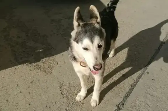 Найдена собака в Новороссийске: контакты Анны Потаповой https://vk.com/id47034964