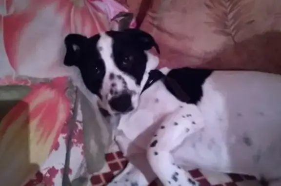 Собаки потеряшки, Кетовский район, фото: Потеряшка пёс Батон в СНТ Болдинцево, Курганская область