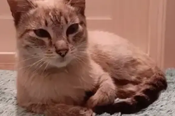Найдена кошка в Черногорске, ищем хозяев