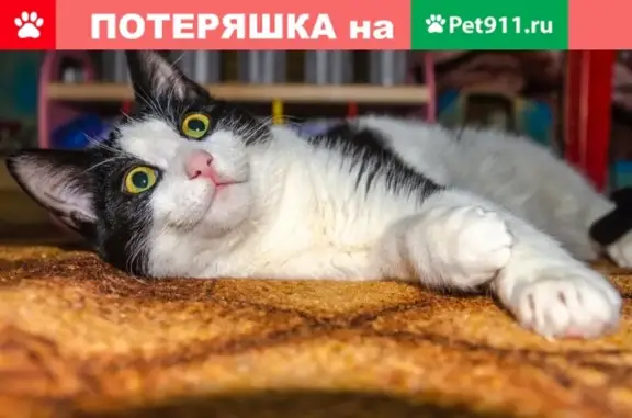Пропал кот в районе ССРЗ в Великом Устюге