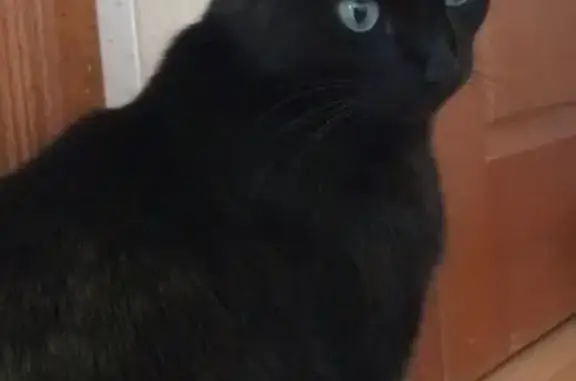 Найден чёрный кот возрастом 5-6 лет около метро Алабинская