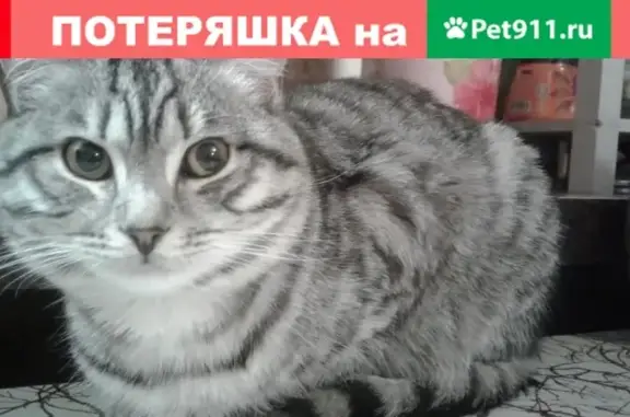 Пропал кот Вася #магнитогорск #потеряшка