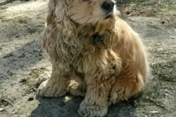 Собаки потеряшки, Липецк, фото: Потеряшка кокер-спаниель в Липецке!