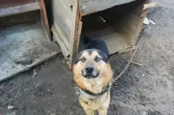 Пропала собака Чаки в Сызрани