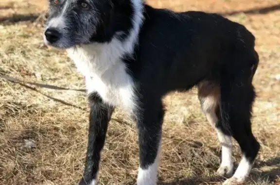 Пропала собака Джек в ЛО, Ломоносовский район