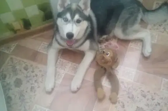 Пропала собака Соня в Бийске