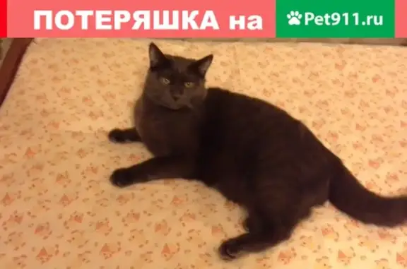 Пропала кошка в СПб, Красносельский р-н, ул. Тамбасова
