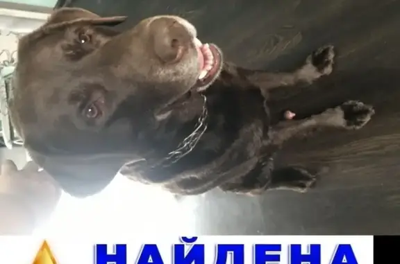 Найден пёс на ул. Петухова в Новосибирске