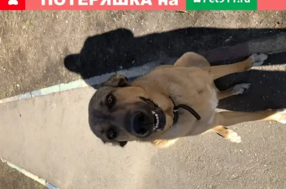 Собака найдена на Таганрогской ул. возле соцзащиты