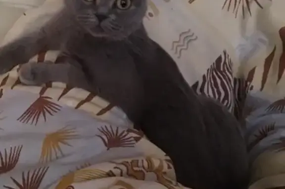 Кошки потеряшки, Йошкар-Ола, фото: Потеряшка кошка Филиция на улице Пролетарской 19 в Йошкар-Оле