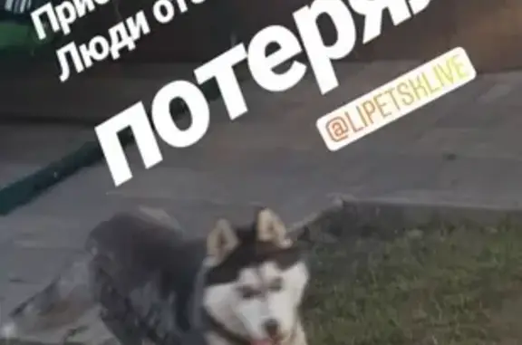 Найдена собака в Липецке