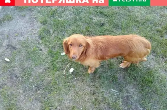 Найдена собака в Пензе, звоните
