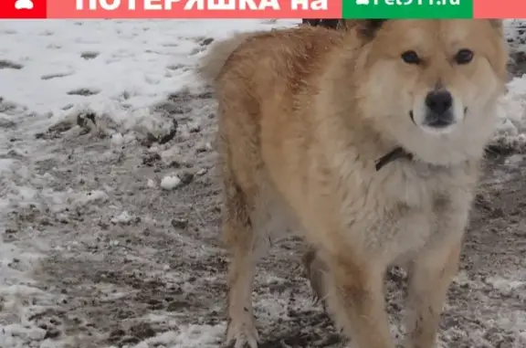 Пропала собака на улице 26 Бакинских Комиссаров, Новочеркасск