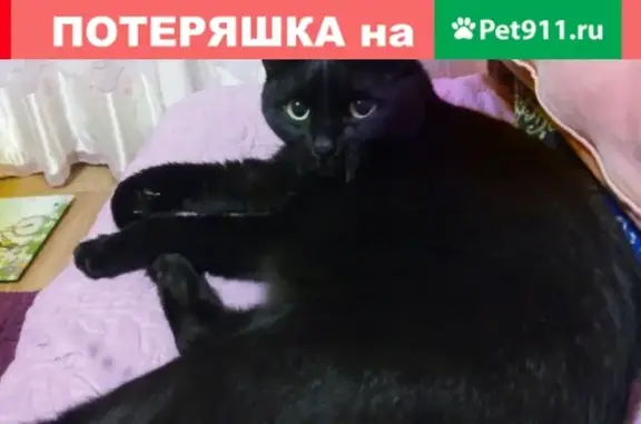 Пропала кошка в Учалах: Ирина Котенко.