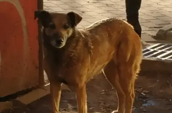Найдена рыжая собака на Ленинском проспекте