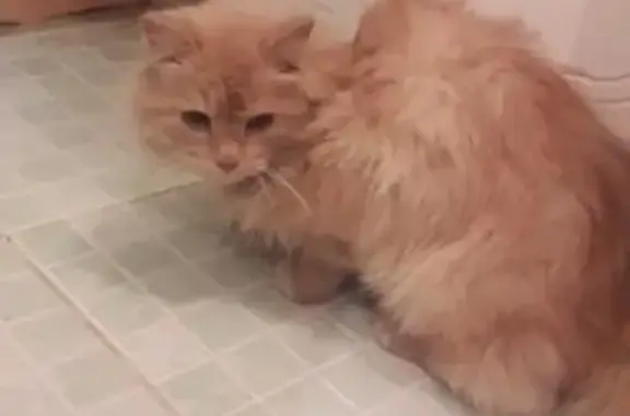 Найден кот в Перми, помогите найти хозяина