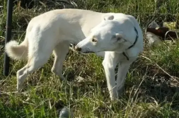 Собаки потеряшки, Новокузнецк, фото: Потеряшка собака Шейла, район Абашево, вознаграждение