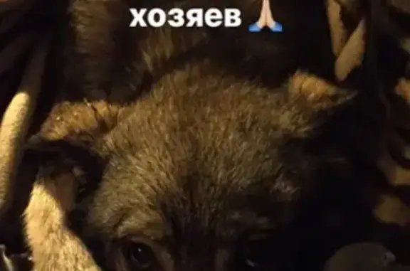 Найден пёс в Екатеринбурге