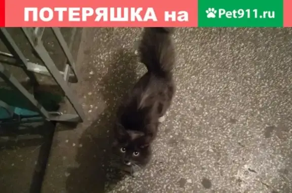 Найдена пушистая кошка на ул. Панельная (ЖБИ, Екатеринбург)