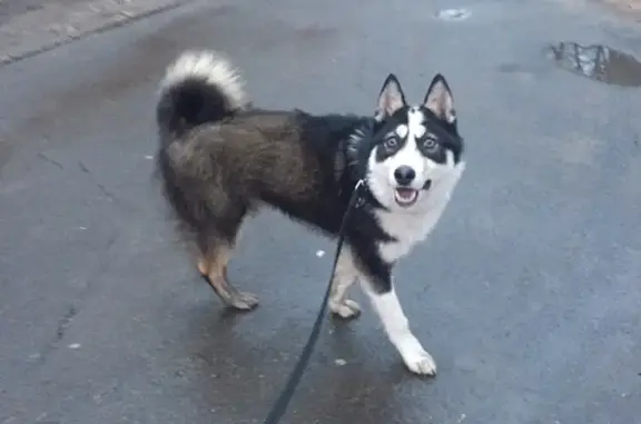 Пропала собака Лайка в Омске