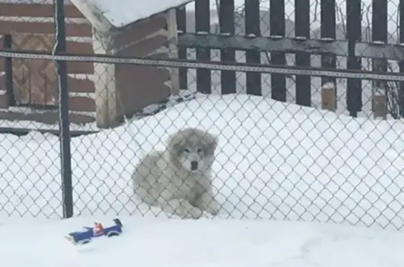 Пропала собака на Цветочной улице, помогите!