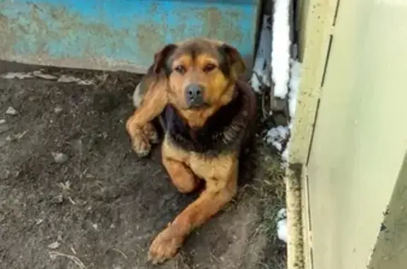 Найдена собака в Кургане, 4 микрорайон