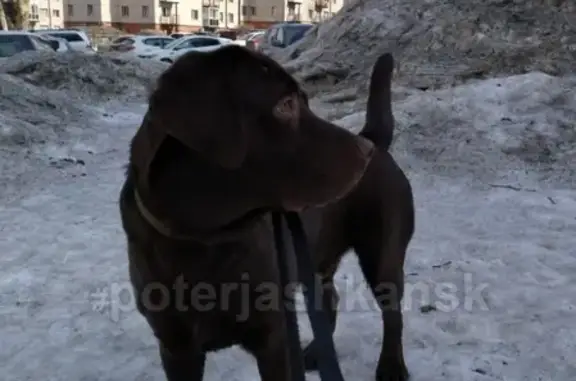 Пропала собака на улице Бородина в Новосибирске