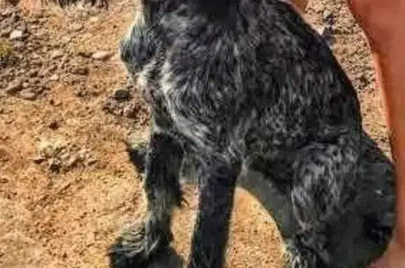 Пропала собака в Коврово: дратхар Гром с ошейником.