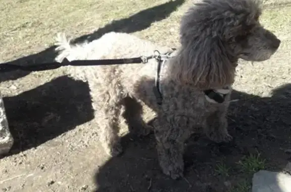 Найдена собака в Александровском парке, СПб
