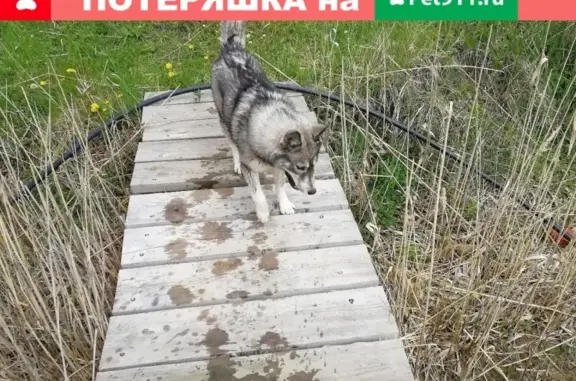 Найдена собака в Краснодаре, х. Черников. Ищем хозяев!