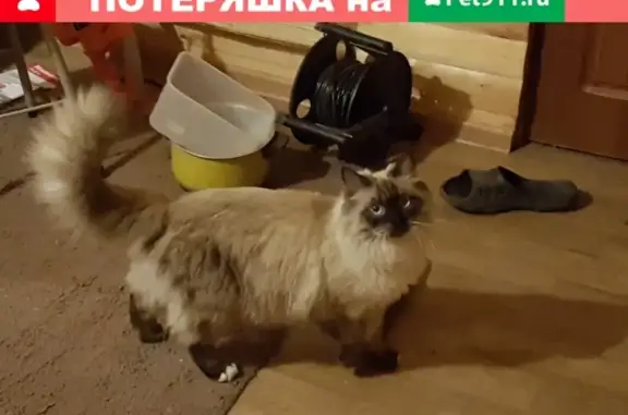 Кошки потеряшки, Москва, фото: Потеряшка пушистый кот около метро Марьина Роща