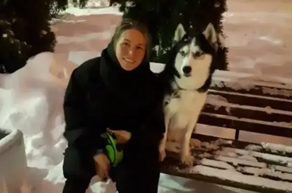 Пропала собака Хаски в Наро-Фоминске
