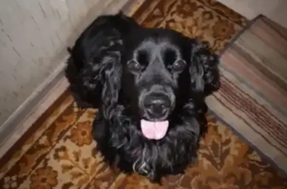 Найдена собака на улице Терешкова в Ульяновске, нужен дом.