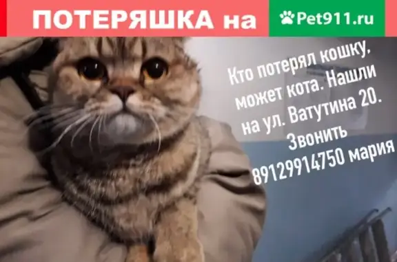 Найдена породистая кошка на Ватутина, 20