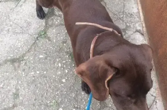 Найдена собака в Азовском, Крым