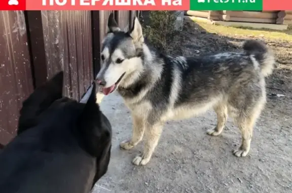 Найдена собака в поселке Торики, СПб.
