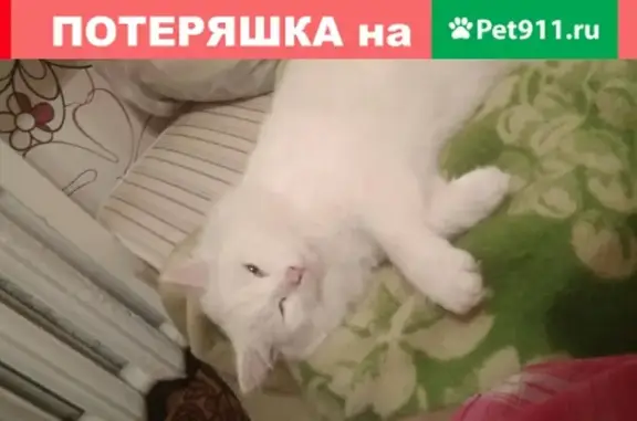 Пропала кошка на станице Новотитаровская, ищем!