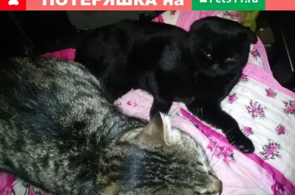 Пропала кошка в Таганроге #Котопес_Потерянные