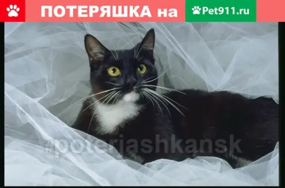 Кошки потеряшки, Новосибирск, фото: Потеряшка кошка с одним глазом в районе Лесоперевалки, возраст 1-1,5 лет.