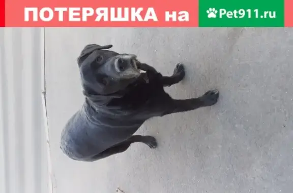 Собака найдена на улице Изумрудной, Москва!