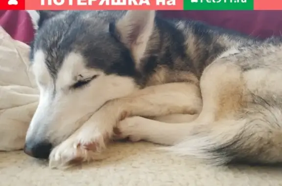 Собаки потеряшки, Лавровки, фото: Потеряшка хаски в Лавровках, Московская область