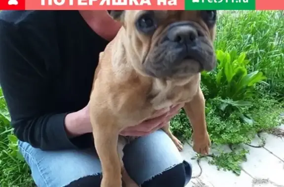 Найдена собака на улицах Островского и Батарейная в Славянске-на-Кубани