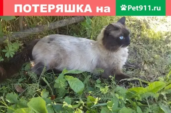 Пропал кот Лёва на ул. Садовая 4, Богданович