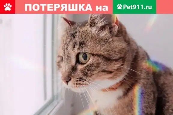 Пропала кошка на улице Аллея Труда в Комсомольске-на-Амуре