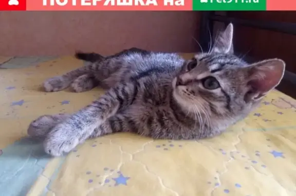 Найден котенок на Новокосинской, д.24